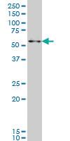 Anti-ZNF207 Mouse Monoclonal Antibody [clone: 5G6]