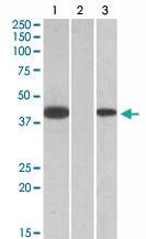 Anti-FANCF Goat Polyclonal Antibody