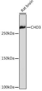 Anti-CHD3 Rabbit Monoclonal Antibody [clone: ARC1975]