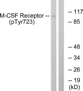 Western blot analysis of lysates from HUVEC cells treated with PMA 125 ng/ml 30' using Anti-M-CSF Receptor (phospho Tyr723) Antibody. The right hand lane represents a negative control, where the Antibody is blocked by the immunising peptide