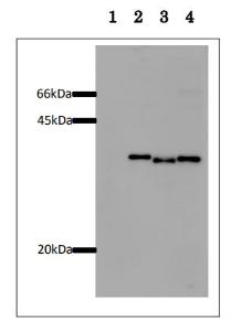 Anti-GST Antibody