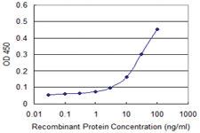 Anti-LFNG Mouse Monoclonal Antibody [clone: 2D10-3C11]