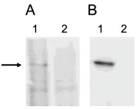 Anti-KDM1A Rabbit Polyclonal Antibody