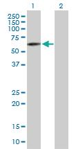 Anti-RMDN3 Mouse Polyclonal Antibody