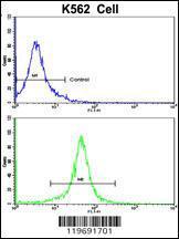 Anti-ACTG1 Rabbit Polyclonal Antibody