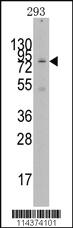 Anti-KAT2A Rabbit Polyclonal Antibody