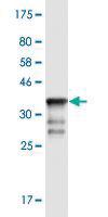 Anti-PCDH8 Mouse Monoclonal Antibody [clone: 1C5]