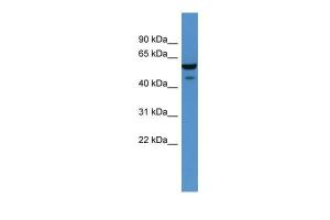 Anti-CHST11 Rabbit Polyclonal Antibody