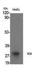 Western blot analysis of various cells using Anti-SFRS7 Antibody