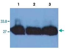 Anti-Kappa light chains Mouse Monoclonal Antibody [clone: MEM-09]