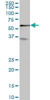 Anti-RMDN3 Mouse Polyclonal Antibody