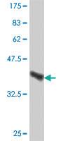 Anti-GABARAP Mouse Polyclonal Antibody