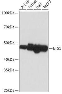 Western blot analysis of extracts of various cell lines, using Anti-ETS1 Antibody [ARC0082] (A307447) at 1:1,000 dilution. The secondary antibody was Goat Anti-Rabbit IgG H&L Antibody (HRP) at 1:10,000 dilution.