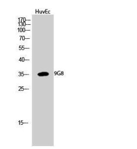 Western blot analysis of HuvEc cells using Anti-SFRS7 Antibody