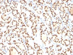 Anti-TTF1 Mouse Monoclonal Antibody [clone: 8G7G3/1]