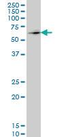 Anti-ZNF207 Mouse Monoclonal Antibody [clone: 1A2]