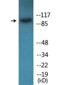 Western blot analysis of lysates from HepG2 cells treated with Ca2 + 40uM 30' using Anti-Integrin beta1 (phospho Thr789) Antibody