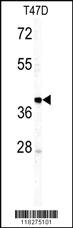 Anti-IGHM Rabbit Polyclonal Antibody