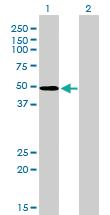 Anti-ZNF207 Mouse Monoclonal Antibody [clone: 1A2]