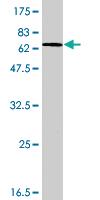 Anti-AGO2 Mouse Polyclonal Antibody