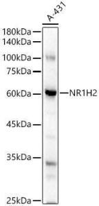 Antibody A308378-100 100 µl