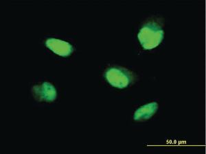 Anti-ZNF207 Mouse Monoclonal Antibody [clone: 1A2]