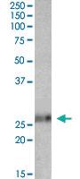 Anti-EFNA1 Goat Polyclonal Antibody