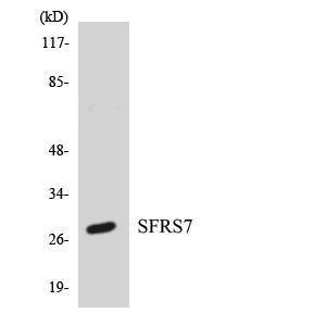 Western blot analysis of the lysates from HT 29 cells using Anti-SFRS7 Antibody