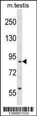 Anti-RTN1 Rabbit Polyclonal Antibody (AP (Alkaline Phosphatase))