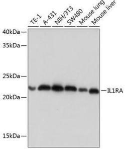 Anti-IL-1RA antibody