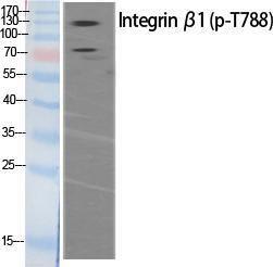 Western blot analysis of various cells using Anti-Integrin beta1 (phospho Thr788) Antibody