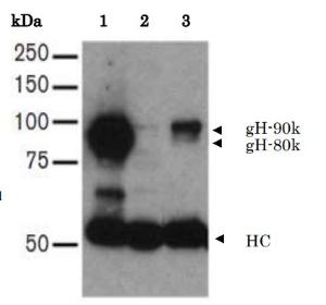 Anti-HHV-7 gH Antibod