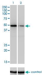 Anti-ZNF207 Mouse Monoclonal Antibody [clone: 1A2]