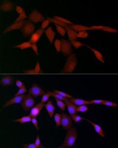 Antibody A308378-100 100 µl