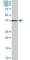 Anti-KCTD15 Mouse Polyclonal Antibody