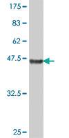 Anti-TOMM22 Mouse Polyclonal Antibody