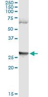 Anti-LFNG Mouse Monoclonal Antibody [clone: 4F8]