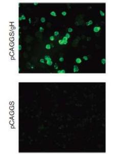 Anti-HHV-7 gH Antibod