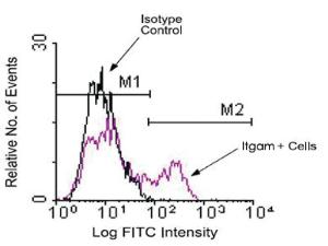 Anti-ITGAM Rat Monoclonal Antibody (Cy5®) [clone: 3A33]