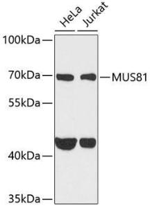 Western blot analysis of extracts of various cell lines, using Anti-Mus81 Antibody (A10001) at 1:1,000 dilution The secondary antibody was Goat Anti-Rabbit IgG H&L Antibody (HRP) at 1:10,000 dilution Lysates/proteins were present at 25 µg per lane