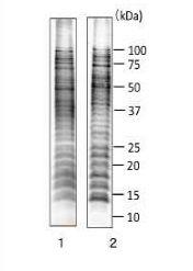 Anti-Salmonella LPS Antibody