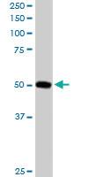 Anti-PACSIN3 Goat Polyclonal Antibody