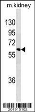 Anti-SPRED1 Mouse Monoclonal Antibody (PE (Phycoerythrin)) [clone: 462CT2.5.1]