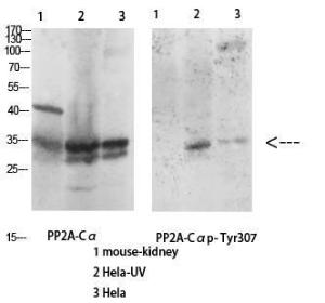 Western blot analysis of various cells using Anti-PP2A-alpha (phospho Tyr307) Antibody