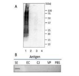 Anti-Salmonella LPS Antibody