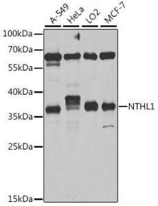 Western blot analysis of extracts of various cell lines, using Anti-NTH1 Antibody (A10002) at 1:1000 dilution