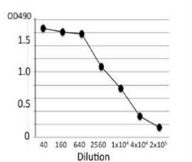 Anti-Salmonella LPS Antibody