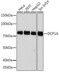 Anti-Dcp1a Antibody [ARC1421] (A10006)