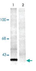 Anti-14-3-3 Rabbit Polyclonal Antibody