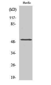 Western blot analysis of various cells using Anti-HNF4 alpha (phospho Ser313) Antibody